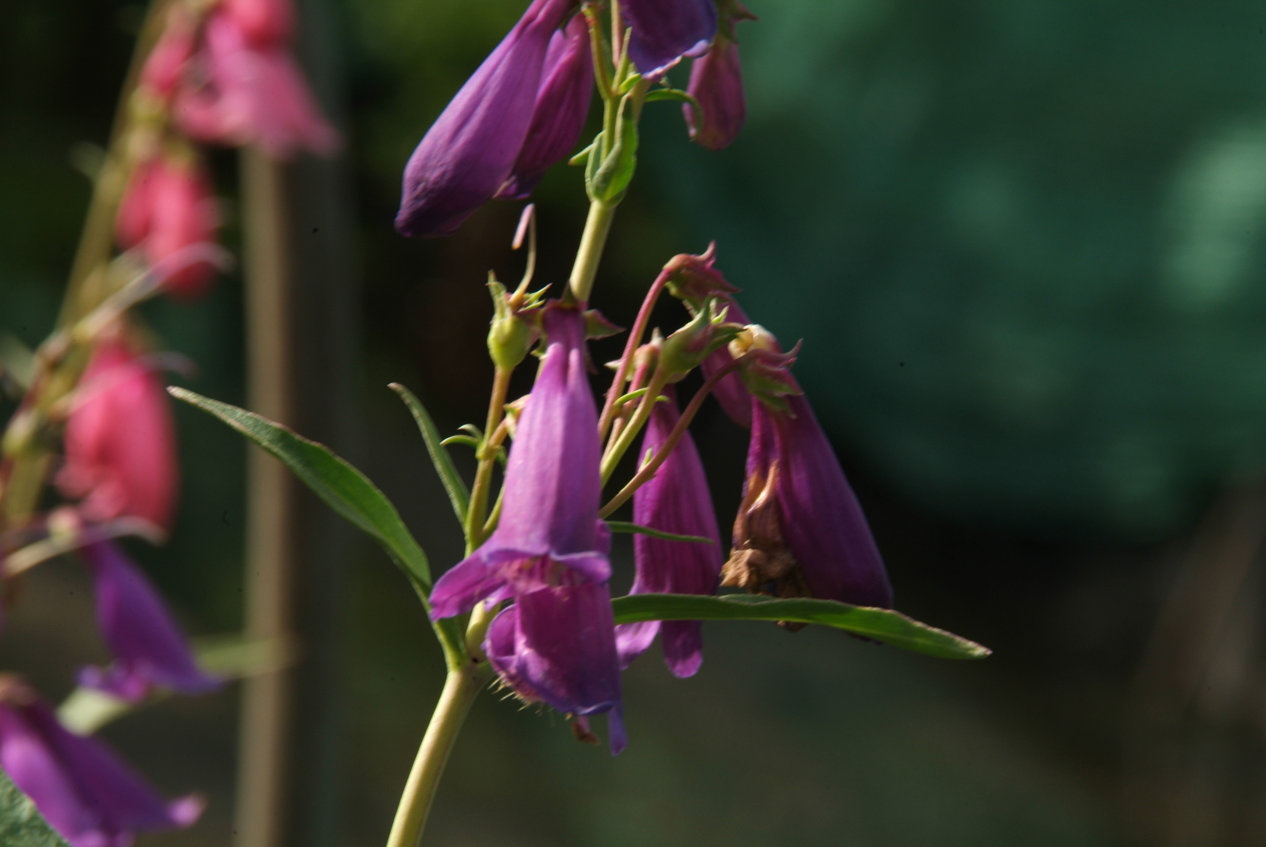 Penstemon barbatus Schildpadbloem bestellen